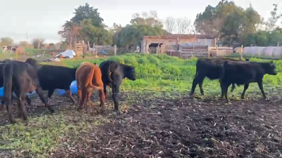 Lote 18 Terneros Angus y Hereford en Rosario