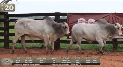 Lote LOTE 20
