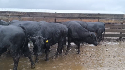 Lote 40 Novillo Gordo en Los Ángeles, VIII Región Biobío