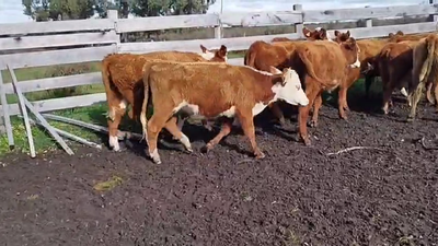 Lote VAQUILLONAS