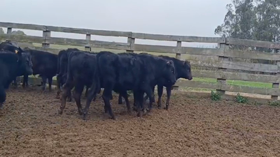 Lote (Vendido)11 Terneros ANGUS 220kg -  en PANTANOSO