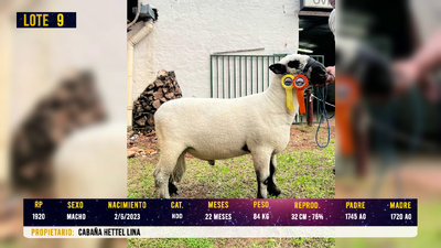 Lote LOTE 9