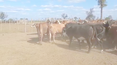 Lote 110 Vacas  en Las Lomitas, Formosa