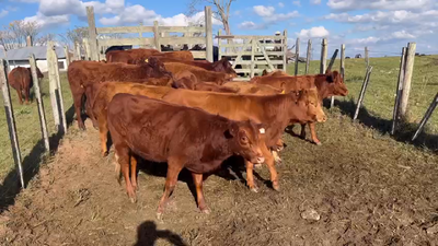 Lote VAQUILLONAS