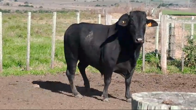 Lote Toros Brangus 600kg -  en Ruta 3 km 114