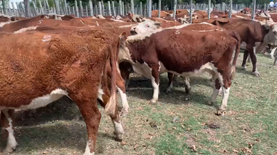 Lote 35 Vacas de Invernada en Melo, Cerro Largo