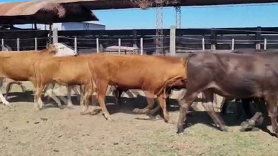 Lote 144 Vacas nuevas C/ cria en Ceres, Santa Fe