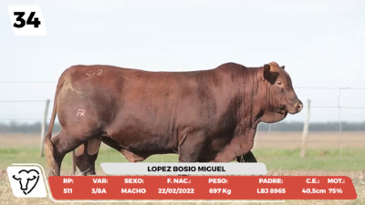 Lote LOTE 34