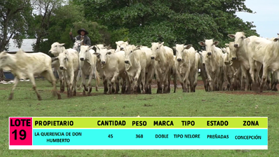 Lote LOTE 19 - 45 VAQUILLAS PREÑADAS CBO 0