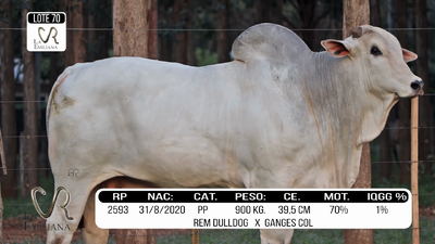 Lote LOTE 70