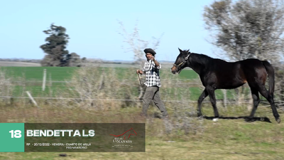 Lote Lote 18