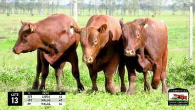 Lote 3 Toros Red Angus, Durazno