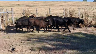 Lote TERNEROS