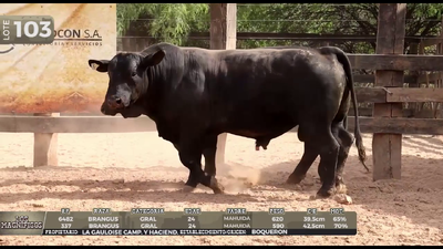 Lote LOTE 103