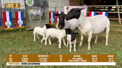 Lote LOTE 3