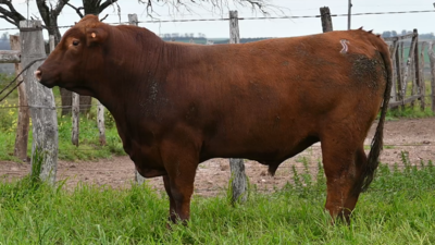 Lote 3 Toros RED ANGUS, Montevideo