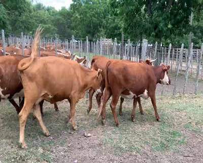 Lote 8 Vacas de Invernada en Melo, Cerro Largo