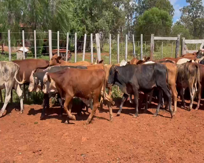 Lote 60 terneros/as en Col. Liebig, Corrientes