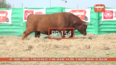 Lote Toro PP