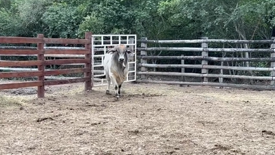 Lote TORO - BRAHMAN