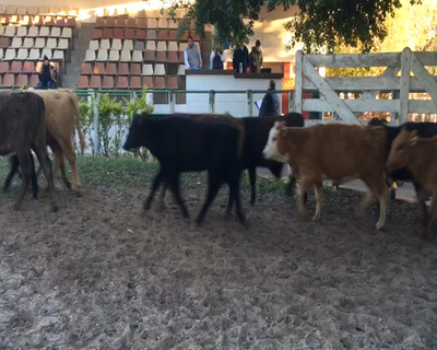 Lote 22 Terneros/as en Esquina, Corrientes