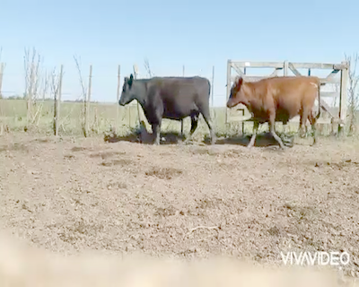 Lote 25 Vacas en Navarro, Buenos Aires
