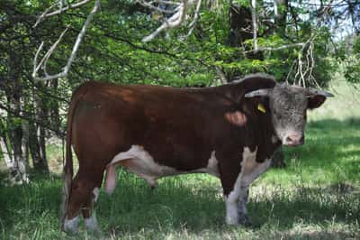Lote PEDIGREE DE 3 AÑOS