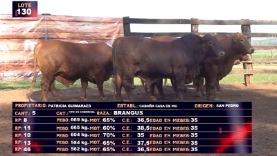 Lote PATRICIA GUIMARAES - LOTE  130