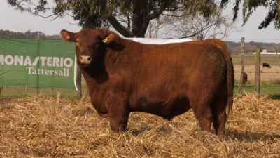 Lote TOROS PUROS POR CRUZA