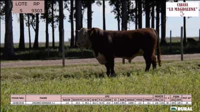 Lote Toros POLLED HEREFORD PI RP 9303 9586