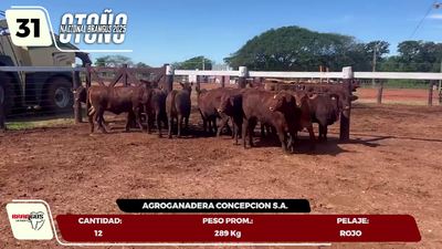 Lote LOTE 31