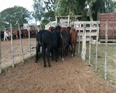 Lote 8 Novillos en Esquina, Corrientes