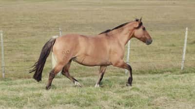 Lote TERRON Violeta 6