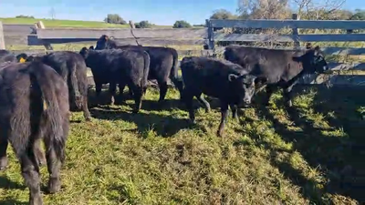Lote 11 Terneras Angus en Pavon