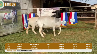 Lote LOTE 65