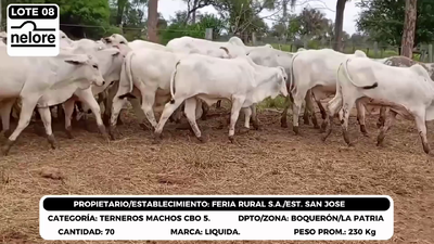 Lote LOTE 8