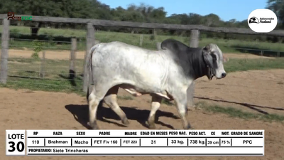 Lote Toros Brahman, Loma Plata