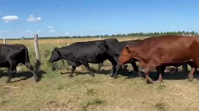 Lote 41 Vacas de invernar en Ituzaingó, Corrientes