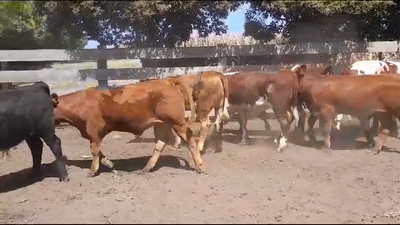 Lote (Vendido)8 Terneros AA/ LIM 220kg -  en AGRACIADA