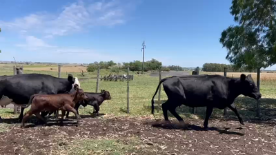 Lote PIEZA DE CRIA