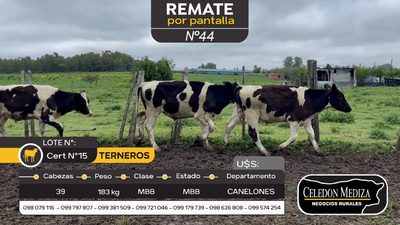 Lote 39 Terneros en Canelones