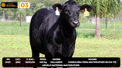 Lote LOTE 3