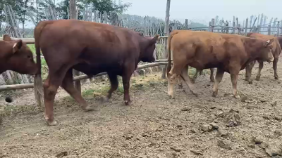 Lote 13 Ternero en Talagante, Región Metropolitana