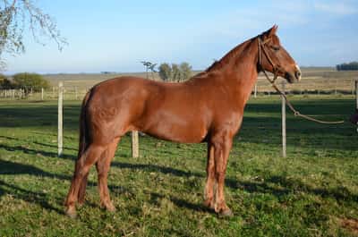 Lote Caprichosa del Paso