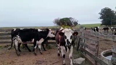 Lote (Vendido)3 Vacas de Invernada 485kg -  en LA SIERRA