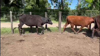 Lote VAQUILLONAS PREÑADAS