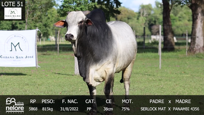 Lote LOTE 51