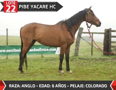 Lote PIBE YACARE HC