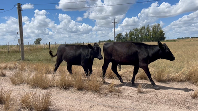 Lote VAQUILLONAS 1 a 2 AÑOS