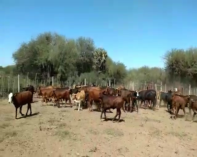 Lote 70 Terneras en Quimilí, Santiago del Estero
